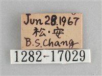黯眼蛺蝶藏品圖，第3張