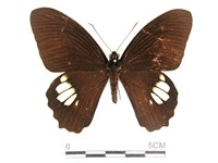 無尾白紋鳳蝶藏品圖，第1張