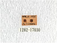 無尾白紋鳳蝶藏品圖，第3張