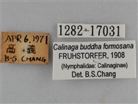 臺灣絹蛺蝶藏品圖，第3張