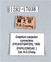 青帶鳳蝶藏品圖，第3張