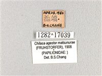 斑鳳蝶藏品圖，第3張