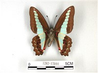青帶鳳蝶藏品圖，第2張