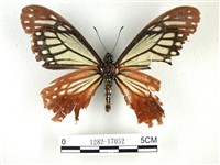 斑鳳蝶藏品圖，第2張