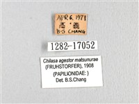 斑鳳蝶藏品圖，第3張