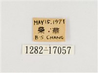 傲白蛺蝶藏品圖，第3張