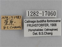 臺灣絹蛺蝶藏品圖，第3張