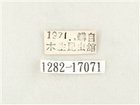 綠豹蛺蝶藏品圖，第3張