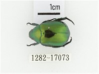 艷金龜藏品圖，第1張