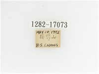 艷金龜藏品圖，第2張