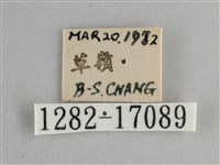 斐豹蛺蝶藏品圖，第3張