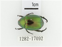 艷金龜藏品圖，第1張