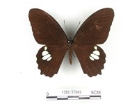 無尾白紋鳳蝶藏品圖，第1張