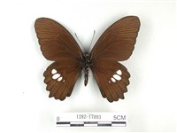 無尾白紋鳳蝶藏品圖，第2張