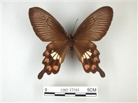 紅珠鳳蝶藏品圖，第1張