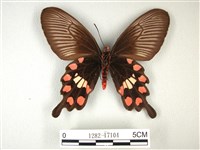 紅珠鳳蝶藏品圖，第2張