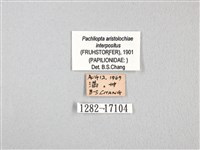 紅珠鳳蝶藏品圖，第3張