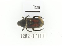 臺灣跗花金龜藏品圖，第1張