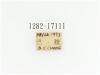 臺灣跗花金龜藏品圖，第2張