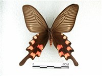 長尾麝鳳蝶藏品圖，第2張