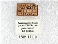 長尾麝鳳蝶藏品圖，第3張