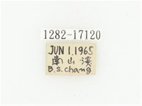 橫斑黑花金龜藏品圖，第2張