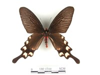 長尾麝鳳蝶藏品圖，第1張