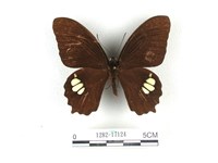 無尾白紋鳳蝶藏品圖，第1張