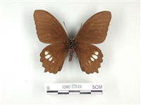 無尾白紋鳳蝶藏品圖，第2張