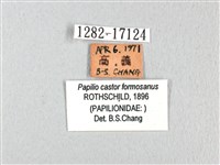 無尾白紋鳳蝶藏品圖，第3張