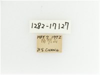 艷金龜藏品圖，第2張