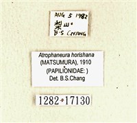 曙鳳蝶藏品圖，第3張