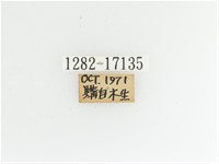 艷金龜藏品圖，第2張