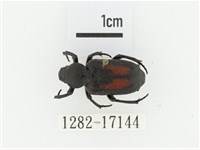 臺灣跗花金龜藏品圖，第1張