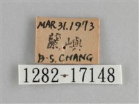 斐豹蛺蝶藏品圖，第3張