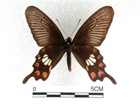 紅珠鳳蝶藏品圖，第1張