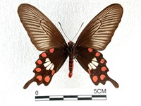 紅珠鳳蝶藏品圖，第2張