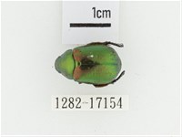 艷金龜藏品圖，第1張