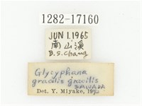 細微黑花金龜藏品圖，第2張