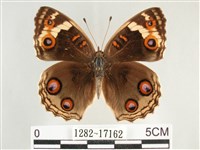 青眼蛺蝶、孔雀青蛺蝶藏品圖，第1張