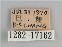 青眼蛺蝶、孔雀青蛺蝶藏品圖，第3張