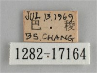 金鎧蛺蝶藏品圖，第3張