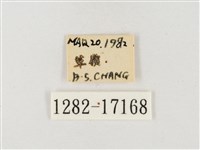角翅黃蝶藏品圖，第3張