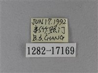 黃鉤蛺蝶藏品圖，第3張
