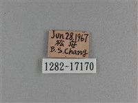 小雙尾蛺蝶藏品圖，第3張
