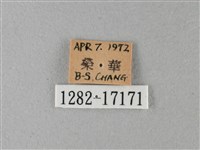 大絹斑蝶藏品圖，第3張