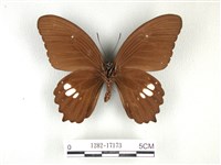 無尾白紋鳳蝶藏品圖，第2張