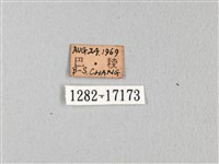 無尾白紋鳳蝶藏品圖，第3張