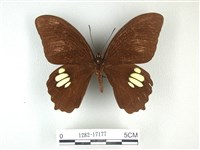 無尾白紋鳳蝶藏品圖，第1張