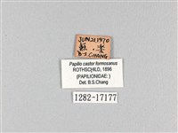 無尾白紋鳳蝶藏品圖，第3張